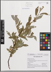 Foto von Salix daphnoides Vill.